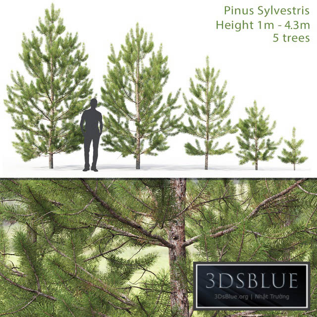 Pinus sylvestris young # 2 (1-4.3m) 3DS Max - thumbnail 3