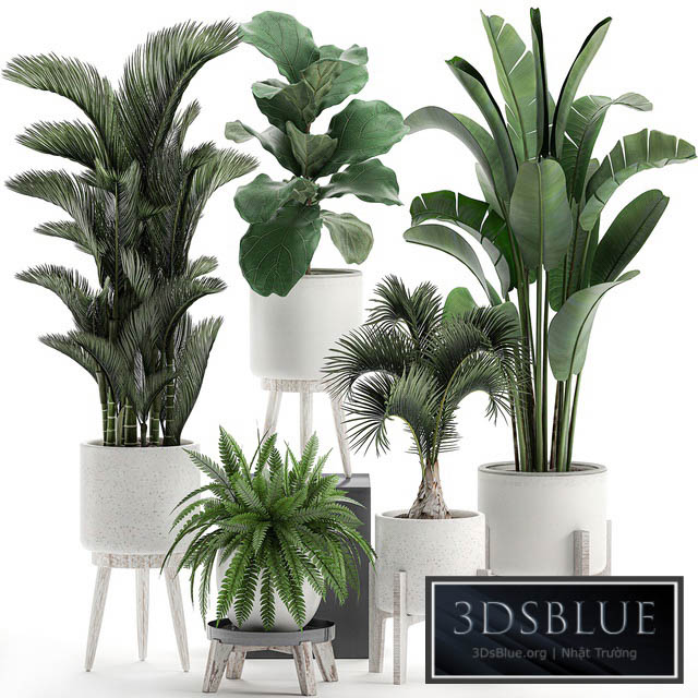 Collection of plants in white pots on legs with Dipsis palm banana fern ficus lirata strelitzia ravenala. Set 573. 3DS Max - thumbnail 3