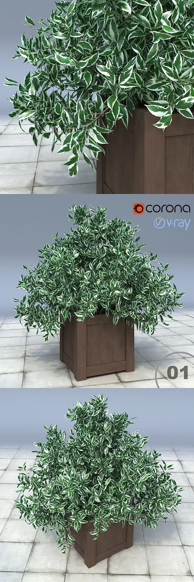 01 Euonymus bush in the tub _ Euonymus Silver Queen 3ds Max