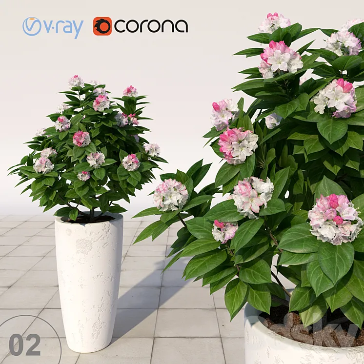 02 Rhododendron blossoming \/ Rhododendron 3DS Max