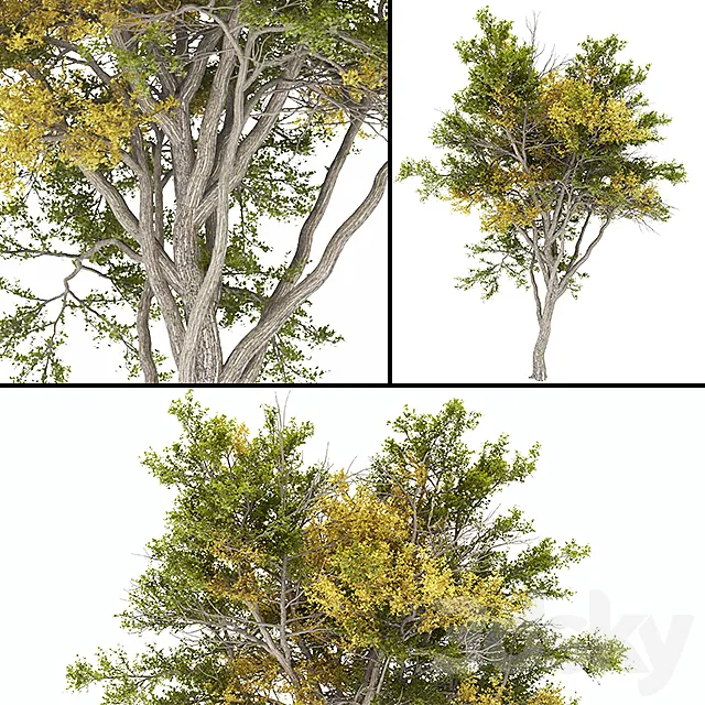 02 Tree autumn 3DSMax File