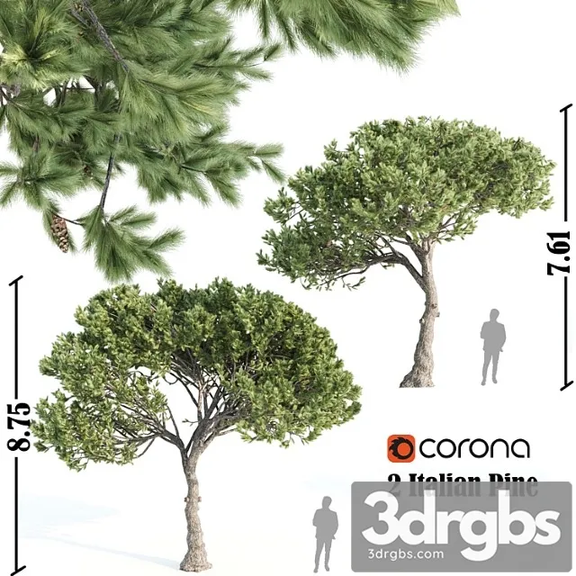 2 Italian Pine Corona 3dsmax Download