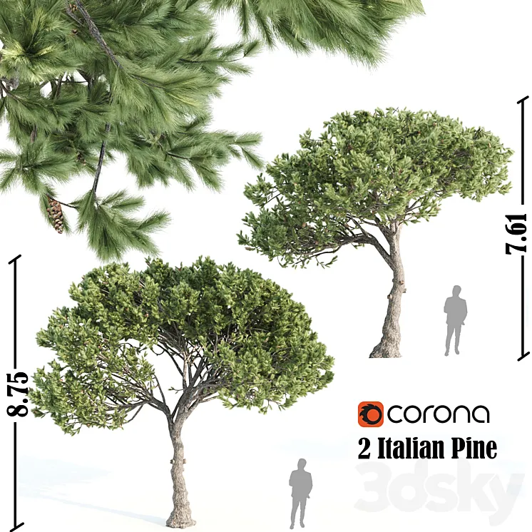 2 Italian pine corona 3DS Max
