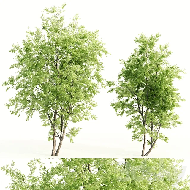 2 jam tree 3ds Max