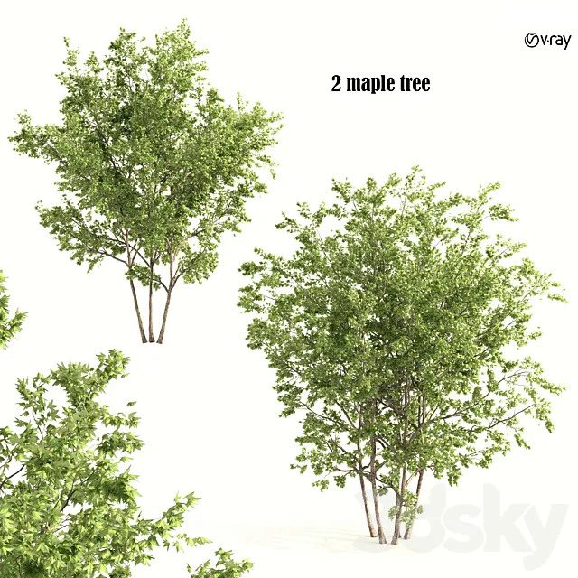 2 maple tree 3ds Max