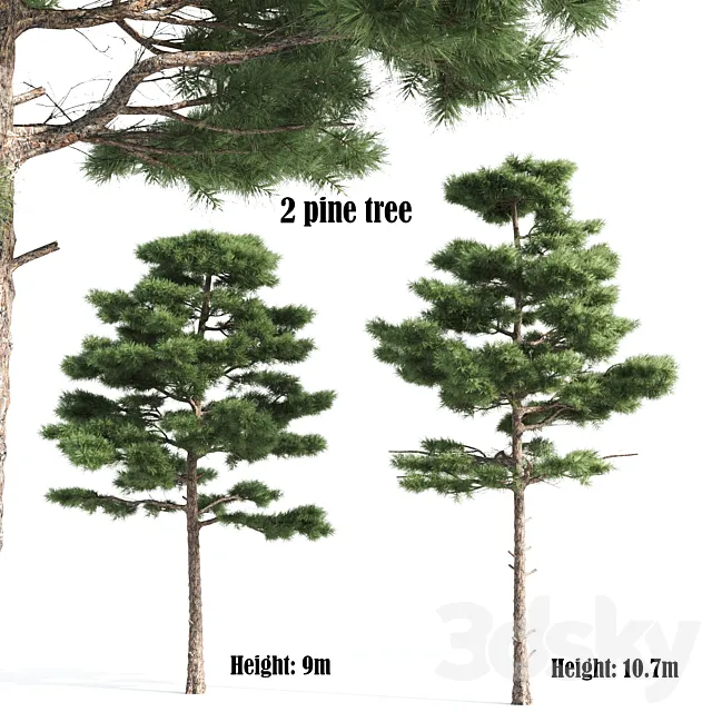 2 pine vray 3DS Max Model