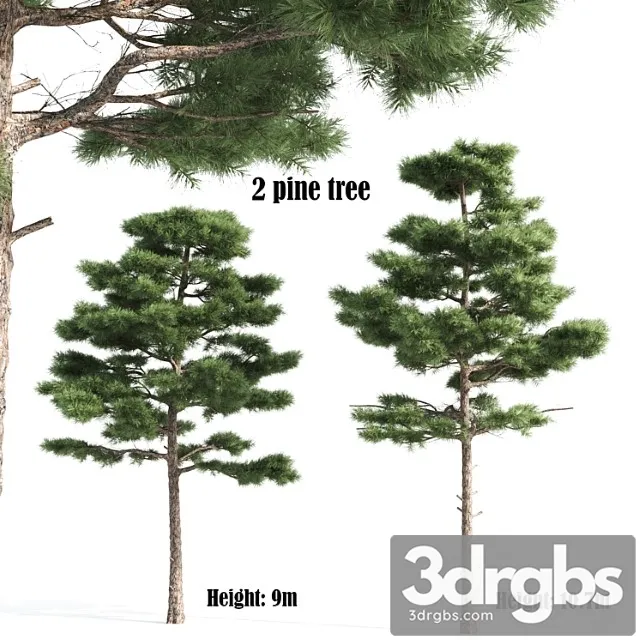 2 pine vray