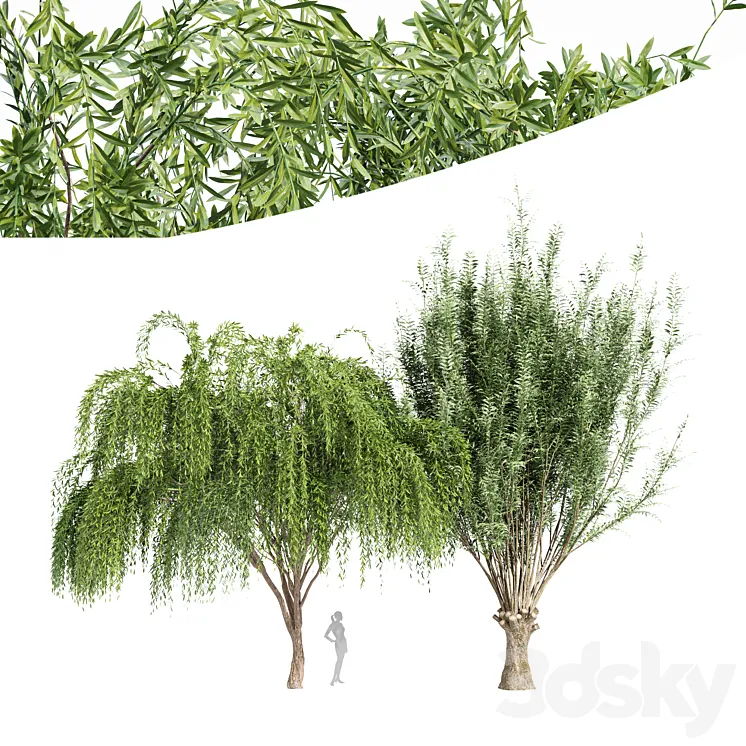 2tree-Pollard willow Weeping willow 3DS Max