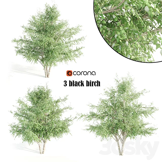 3 black birch 3DS Max Model