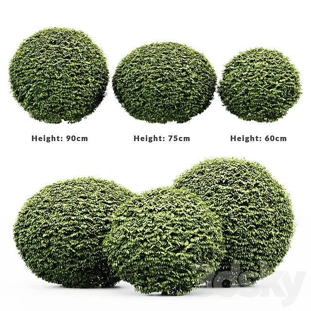 3 Dwarf Yaupon Holly – Spherical Plant 3DS Max Model