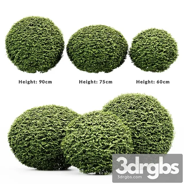 3 dwarf yaupon holly – spherical plant