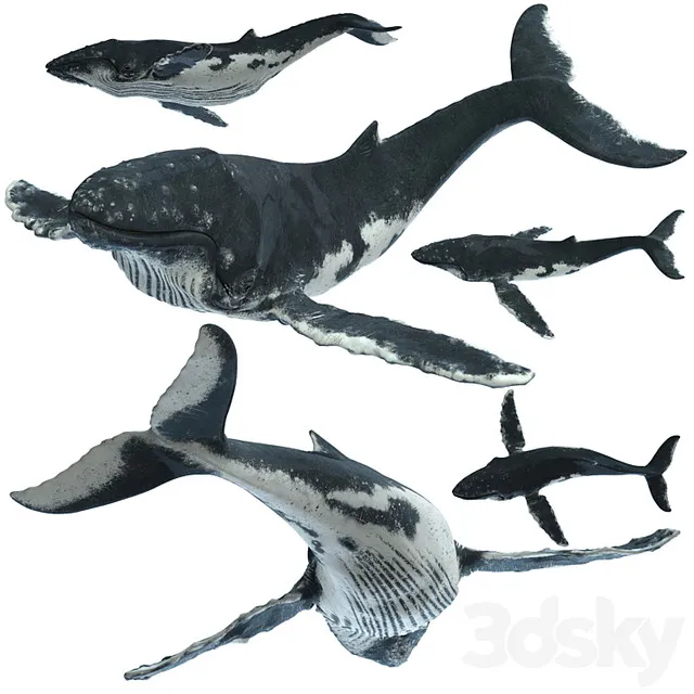 3D Vehicle – Humpback_whale