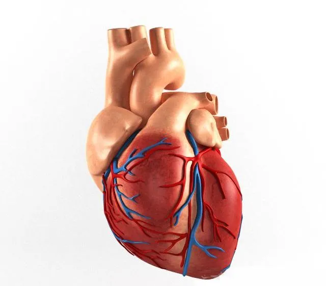 Other Decorative Objects – 3D Models – The human heart