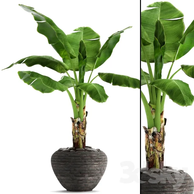 Plants – Flowers – 3D Models Download – 0031