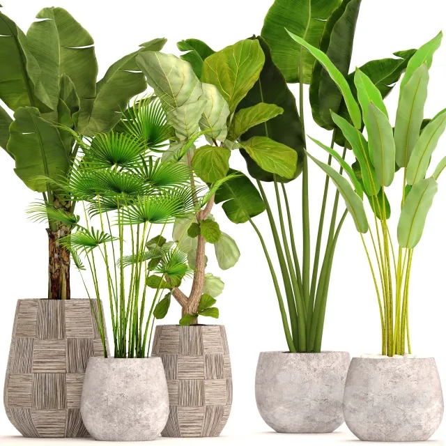 Collection of plants in pots 41. concrete pot flowerpot bush banana palm ficus lyrata fan palm strelitzia 3DS Max - thumbnail 3
