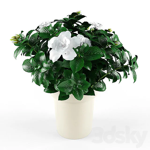 Plants – Flowers – 3D Models Download – 0041