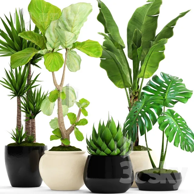 A collection of plants in pots. 45. Banana palm Lyre ficus Agave Yucca Monstera ornamental plants flowerpot pot flower 3DS Max - thumbnail 3