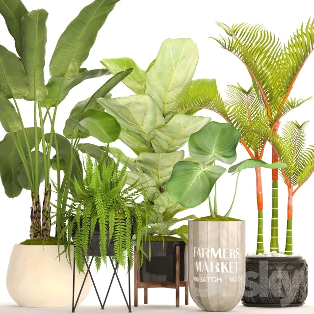 A collection of plants in pots. 48. Tropical Plants Banana Palm Fern Lyre Ficus Banana Palm Fern Concrete Pot Flowerpot Dipsis Bush 3DS Max - thumbnail 3