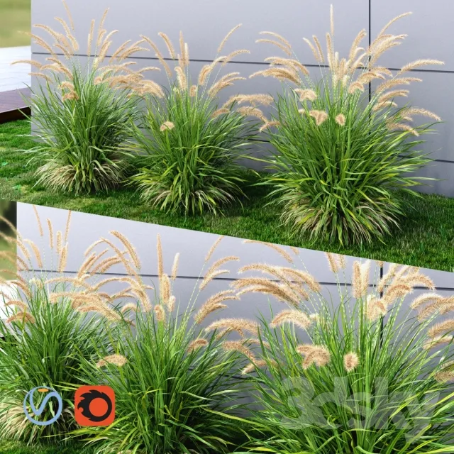 Ornamental grass Fountaingrass green 3DS Max - thumbnail 3