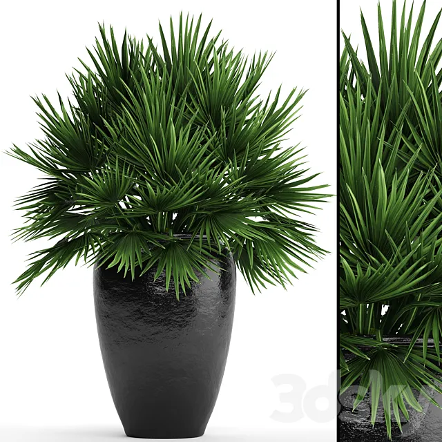 Chamaerops palm Chamaerops palm tree bush pot flowerpot outdoor decorative interior 3DS Max - thumbnail 3