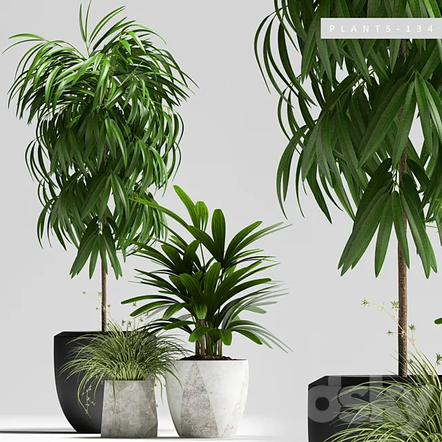 Plants – Flowers – 3D Models Download – 0076