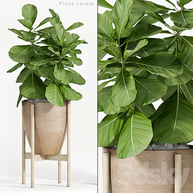 Plants – Flowers – 3D Models Download – 0081
