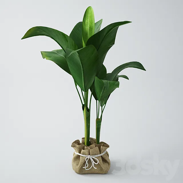 Seedling of bananas 3DS Max - thumbnail 3