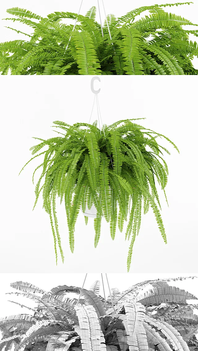 Plants – Flowers – 3D Models Download – 0088