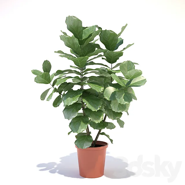 Ficus lyre 3DS Max - thumbnail 3