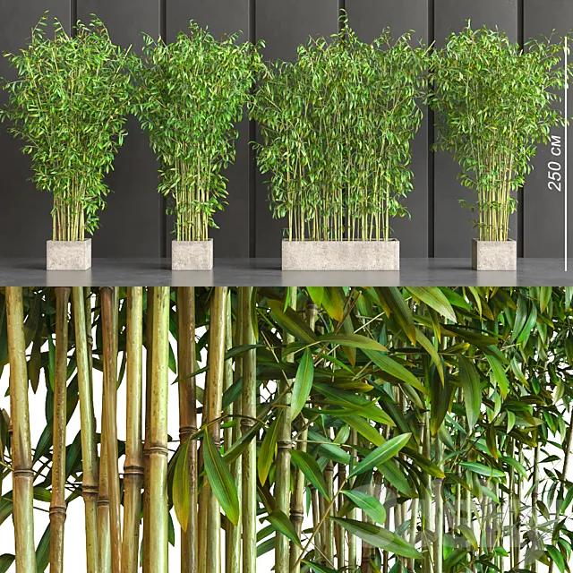 potted bamboo 3DS Max - thumbnail 3