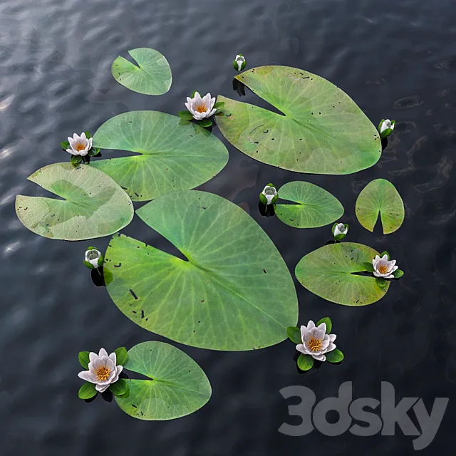 Water Lily 3DS Max - thumbnail 3
