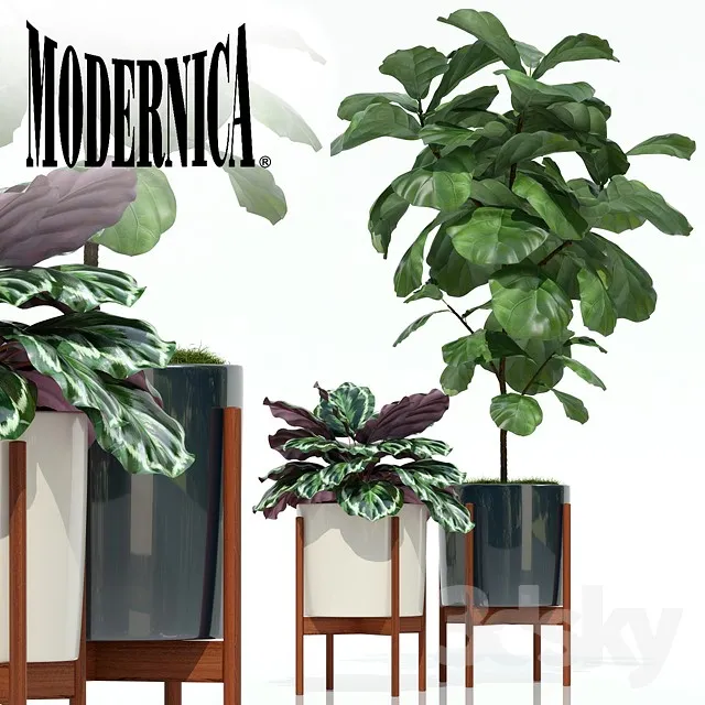 Plants – Flowers – 3D Models Download – 0109