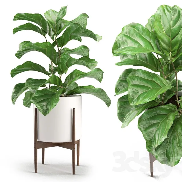 Plant 012 – Ficus Lyrata 3DS Max - thumbnail 3