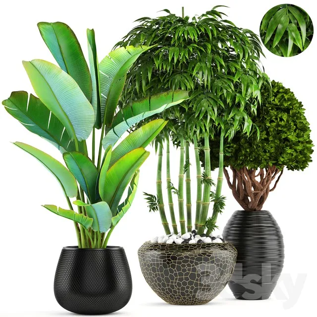 Collection of plants 137. Banana palm bush topiary boxwood bamboo strelitzia ravenala black pot flowerpot strelitzia 3DS Max - thumbnail 3