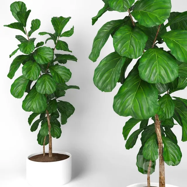 Fiddle leaf fig tree 3 3DS Max - thumbnail 3