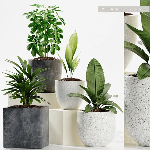 Plants – Flowers – 3D Models Download – 0140