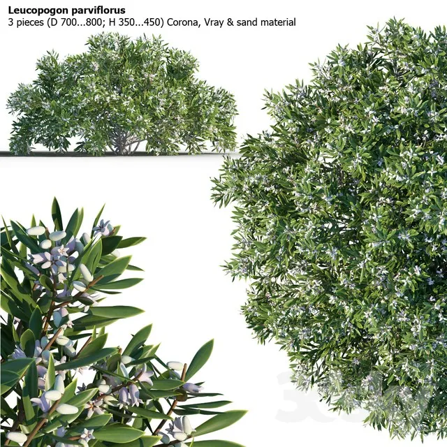 Leucopogon parviflorus shrub 3DS Max - thumbnail 3