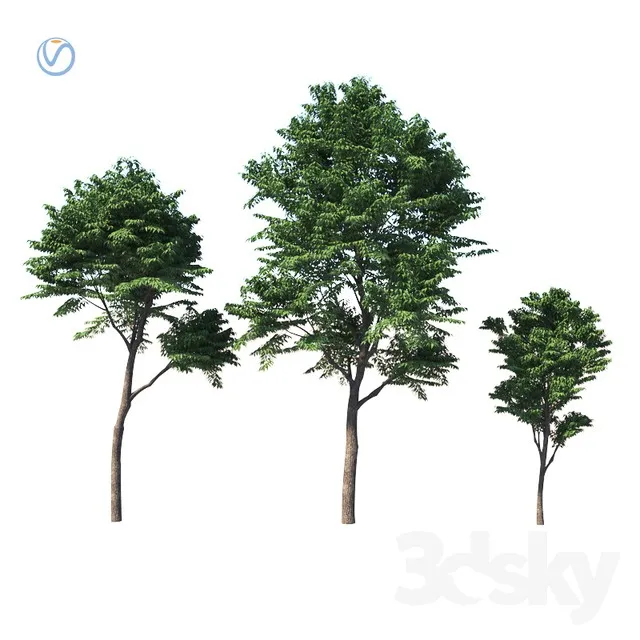 Fraxinus excelsior 3DS Max - thumbnail 3