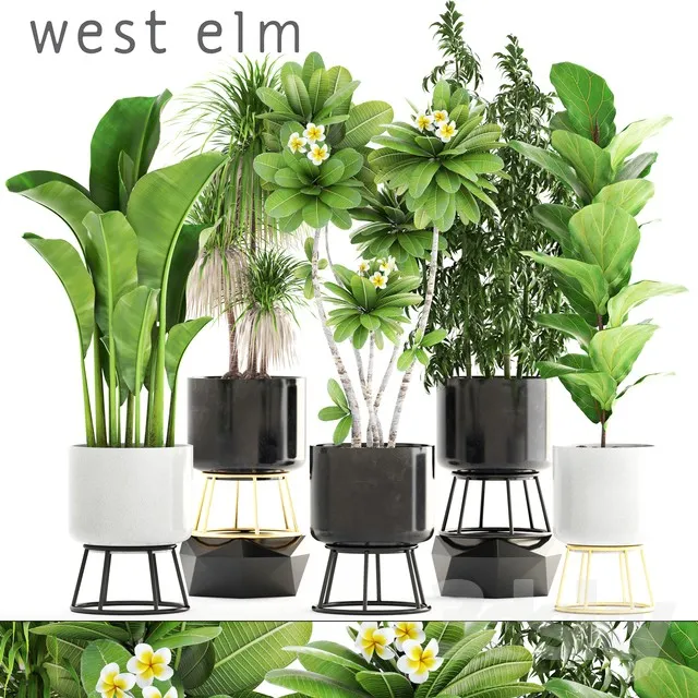 Plants – Flowers – 3D Models Download – 0152