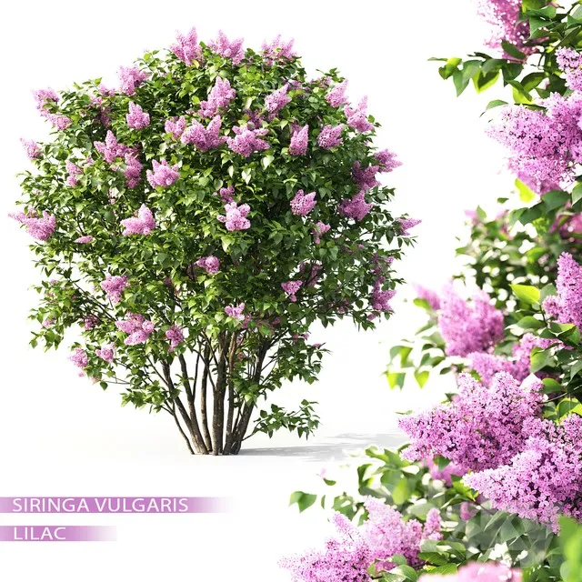 Syringa 3DS Max - thumbnail 3