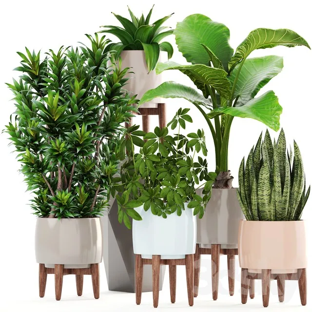 Collection of plants 196. Dracaena bush alocasia flower pot flowerpot interior decorative 3DS Max - thumbnail 3