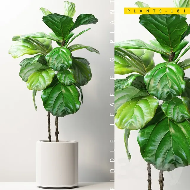 Plants – Flowers – 3D Models Download – 0166