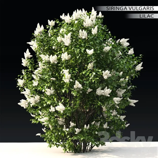 Plants – Flowers – 3D Models Download – 0168