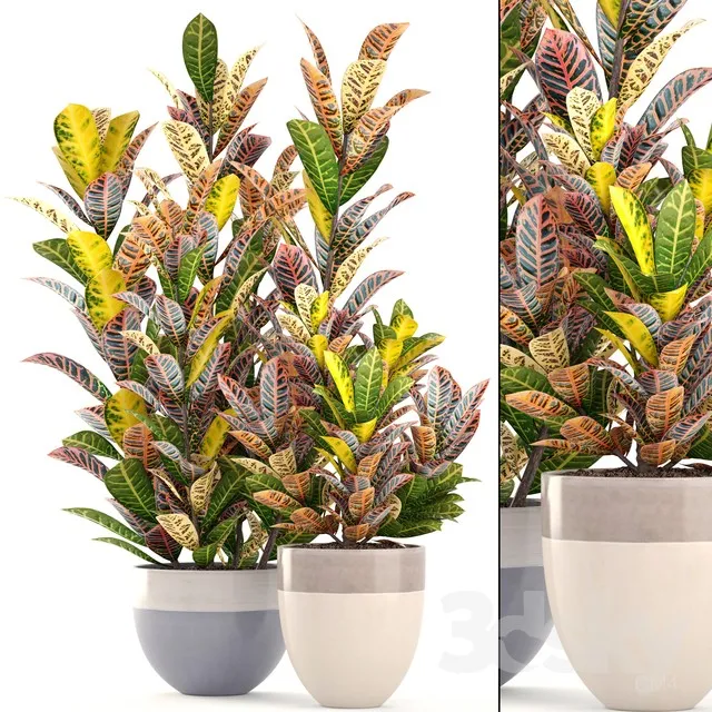 Collection of plants. Croton Flowerpot tree bush interior indoor decorative exotic plants 3DS Max - thumbnail 3