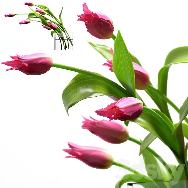 Plants – Flowers – 3D Models Download – 0204