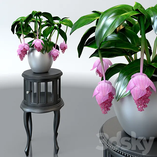 Plants – Flowers – 3D Models Download – 0260