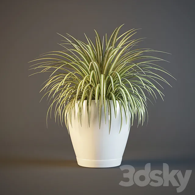 pot Chlorophytum 3DS Max - thumbnail 3