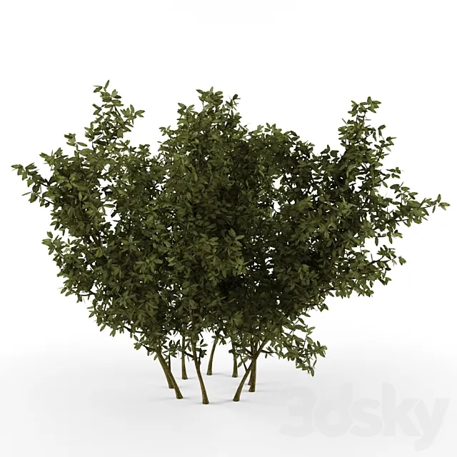 Plants – Flowers – 3D Models Download – 0288
