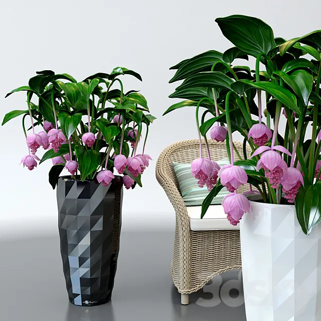 Plants – Flowers – 3D Models Download – 0296