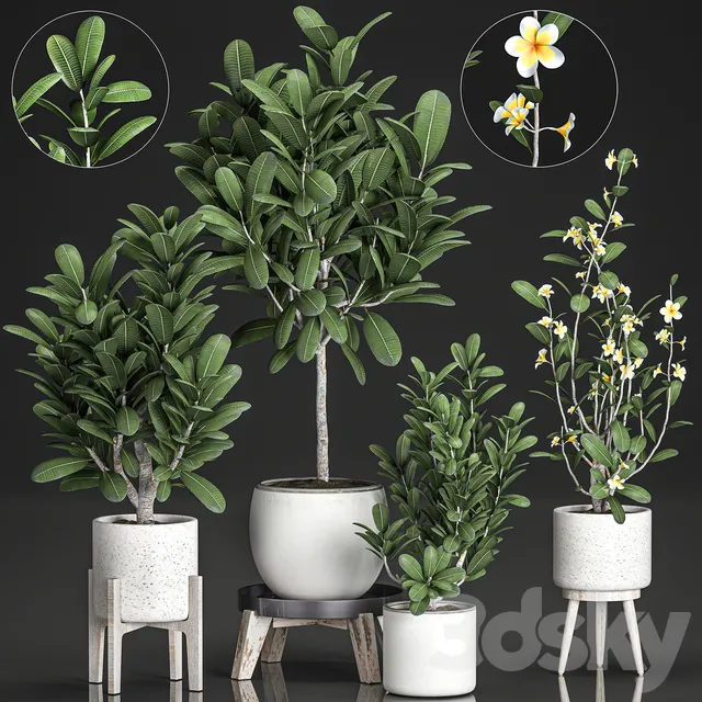 Plants – Flowers – 3D Models Download – 0298